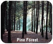 kodaikanal pine forest